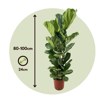 Higuera Hoja De Violín - Ficus Lyrata - Altura 80-100cm - ⌀24cm_2