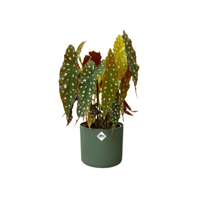 Macetero B.for Soft Round Elho Verde 14 cm