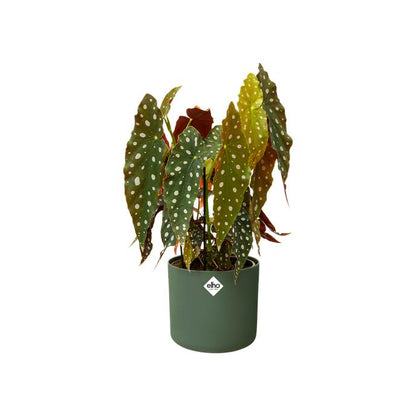 Macetero B.for Soft Round Elho Verde 16 cm