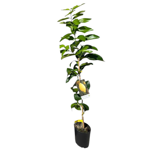 Frutal Limonero Lunero Altura total 120/140 cms_0