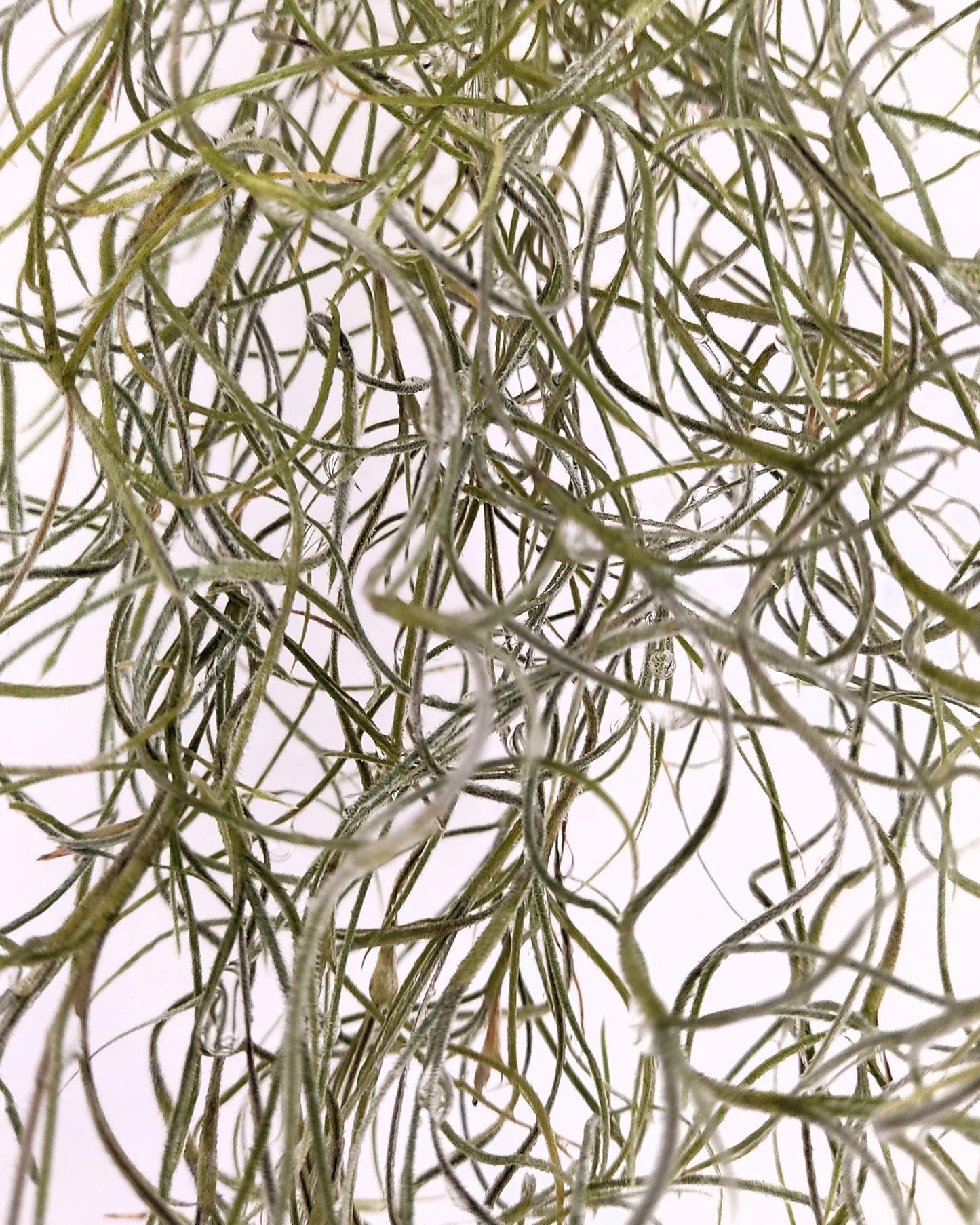 Tillandsia usneoides [XL] (barba de viejo); planta del aire colgante; Curiosarium; longitud 100 cm, diámetro 15 cm_1