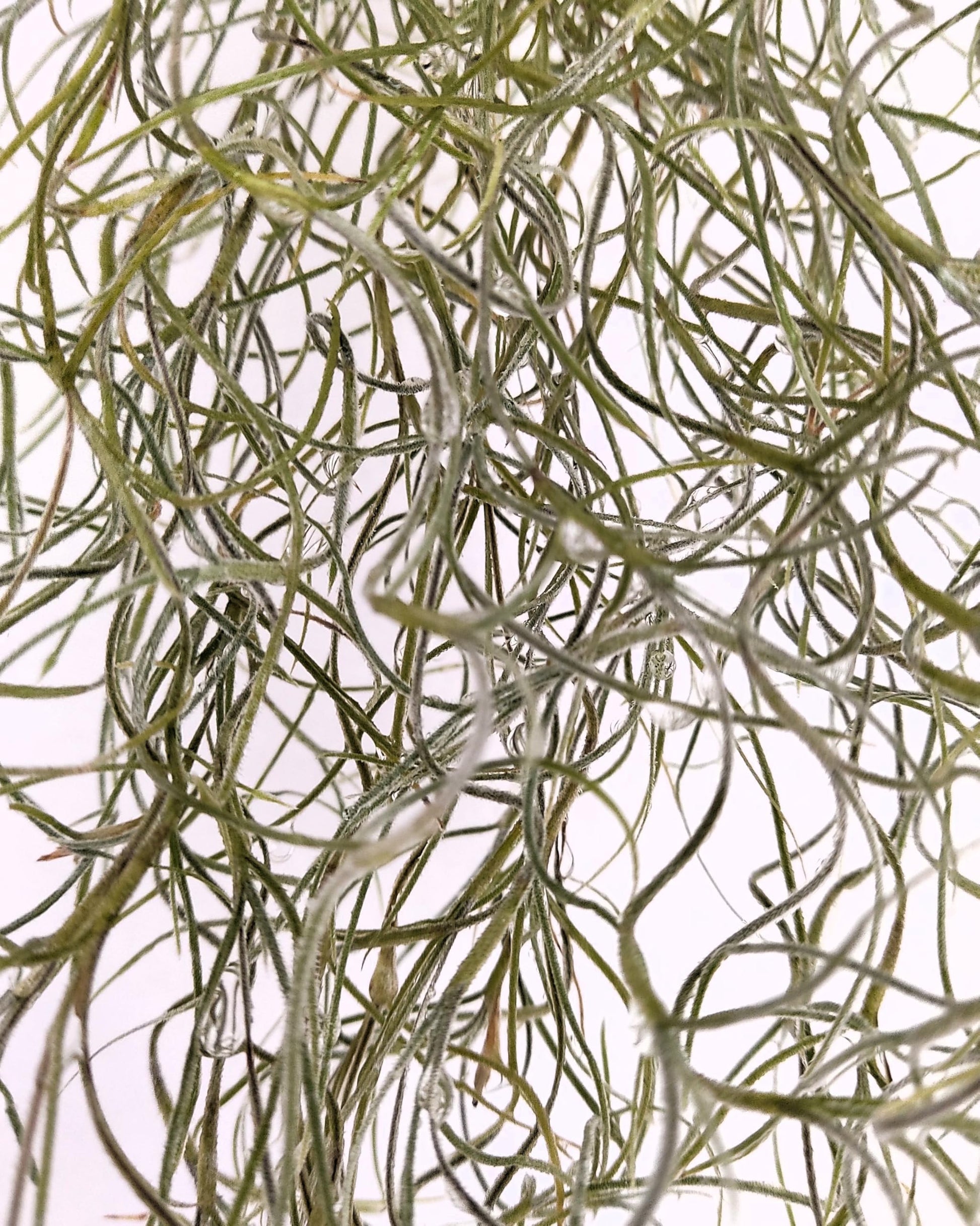 Tillandsia usneoides [XL] (barba de viejo); planta del aire colgante; Curiosarium; longitud 100 cm, diámetro 15 cm_1