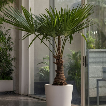 Palma De China - 2 Pzs - Trachycarpus Fortunei - Altura 65-75cm - ⌀21cm