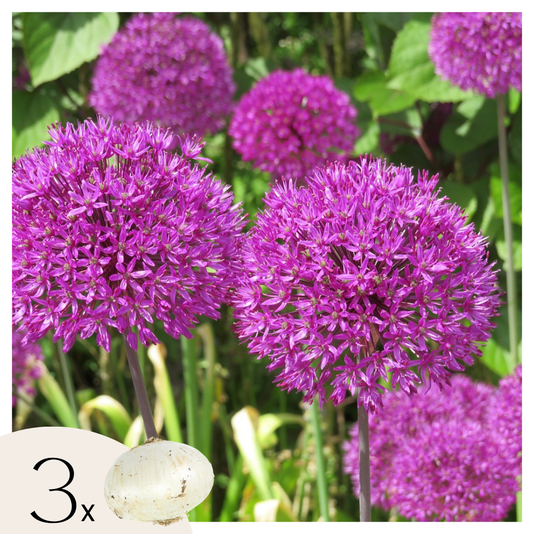 Allium Morado - 3 Pzs - Allium 'millenium' - Bulbos De Flores - Púrpura_0