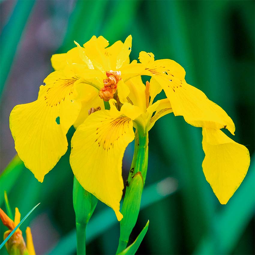 Lirio Amarillo Iris Pseudacorus Estanque - Set 4 Plantas Con Cesta Y Sustrato_2