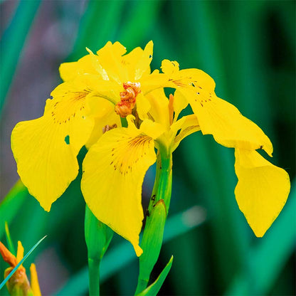 Lirio Amarillo Iris Pseudacorus Estanque - Set 4 Plantas Con Cesta Y Sustrato_2