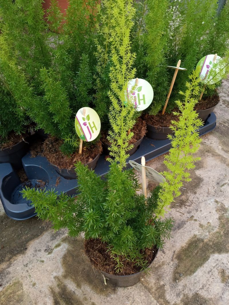 Aspargarus Meyers Cola Zorro Planta Maceta 12_0
