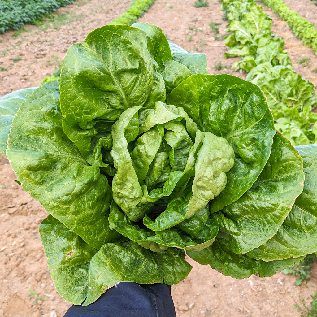 Plantón Lechuga Romana - PlantaBo