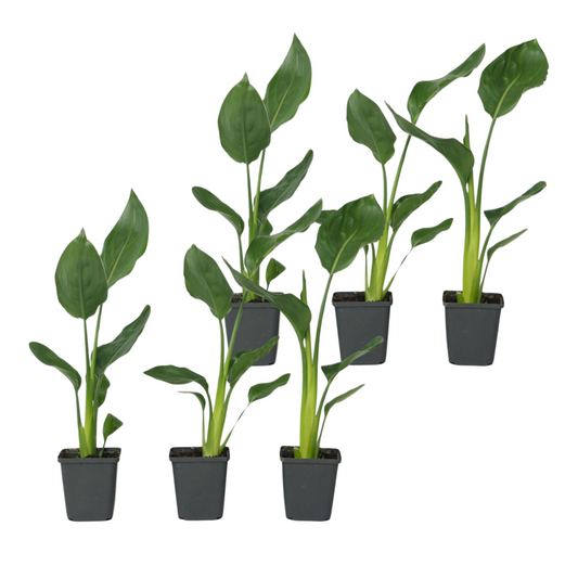 Flor Ave Del Paraíso - 6 Pzs - Strelitzia Reginea - Altura 25-40cm - ⌀9cm