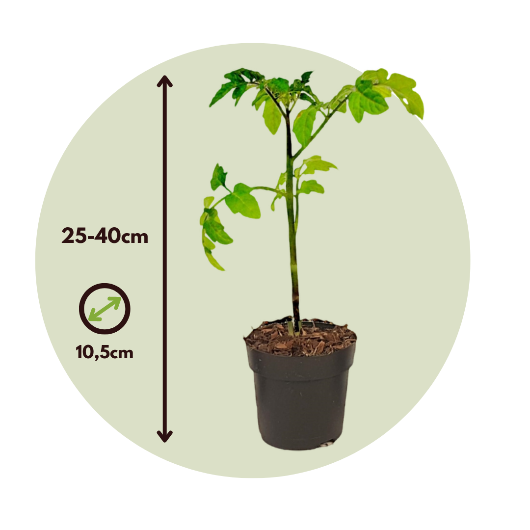 Tomatillo De Patente - 2 Pzs - Solanum 'tomtato' - Altura 25-40cm - ⌀105cm_2
