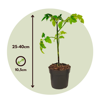 Tomatillo De Patente - 2 Pzs - Solanum 'tomtato' - Altura 25-40cm - ⌀105cm_2