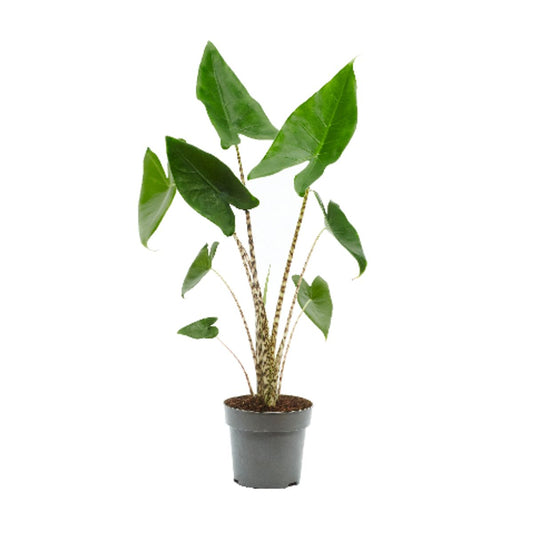 Planta Natural Alocasia Zebrina MINI 1 Ud Ø 7 Alt. 25 - 35_0