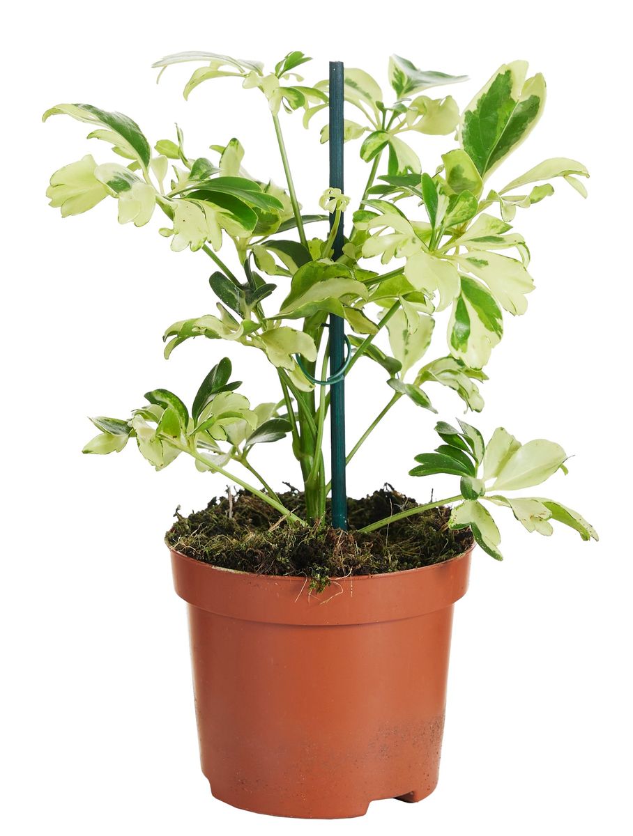 Planta Natural Schefflera Arboricola 'janine' 1 Ud Ø 9 Alt. 20_0