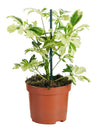 Planta Natural Schefflera Arboricola 'janine' 1 Ud Ø 9 Alt. 20