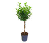 Ficus Moclame Trenzado M27 110cm