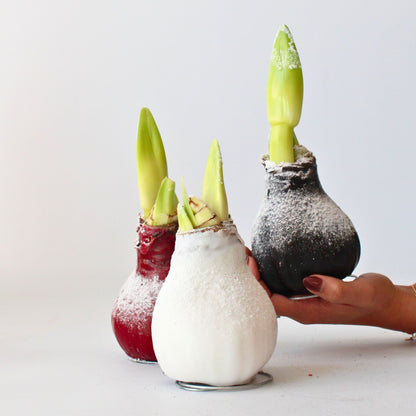 Amarilis - Hippeastrum 'wax Snow Black' - Bulbo De Flor - Rojo