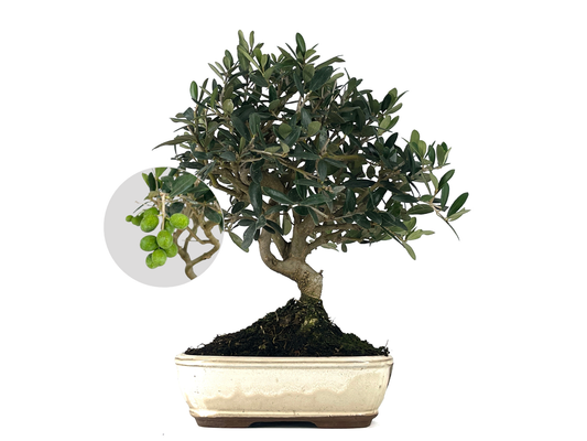 Bonsái Olea Europea – Olivo 9 Años_0