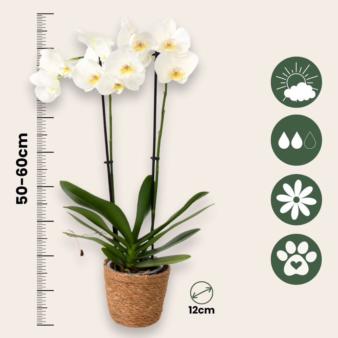 Orquídea Mariposa - X3 - Phalaenopsis En Cesta Deco - Altura 50-60cm - ⌀12cm_2