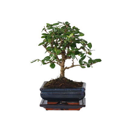 Bonsái - Carmona Microphylla - Altura 25-30cm - ⌀15cm
