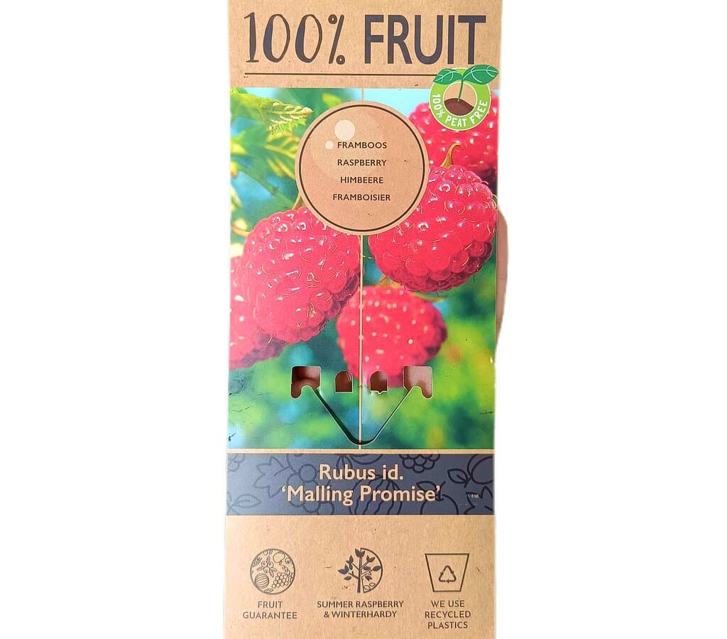 Frambuesa Malling Promise M15_0