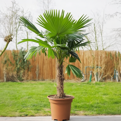 Palmera Mexicana - 2 Pzs - Washingtonia Robusta - Altura 50-60cm - ⌀15cm_4