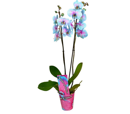 Phalaenopsis Wonder Nature M12 70cm_0