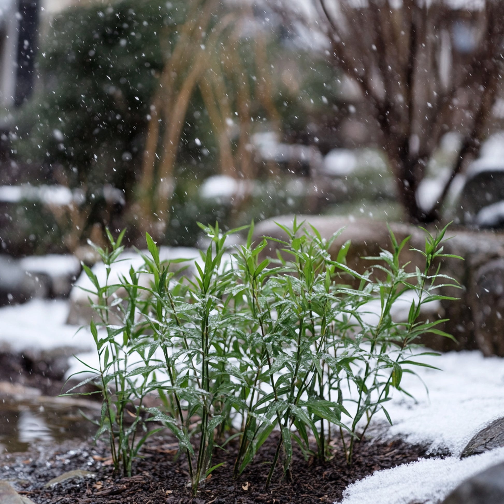 Bambú - 18 Pzs - Fargesia Rufa - Altura 25-40cm - ⌀13cm