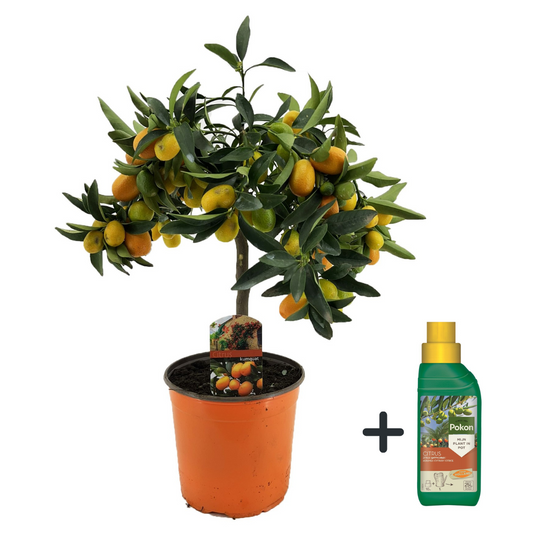 Naranjo Enano - Citrus Microcarpa Fortunella 'kumquat' - Altura 50-60cm - ⌀19cm_0