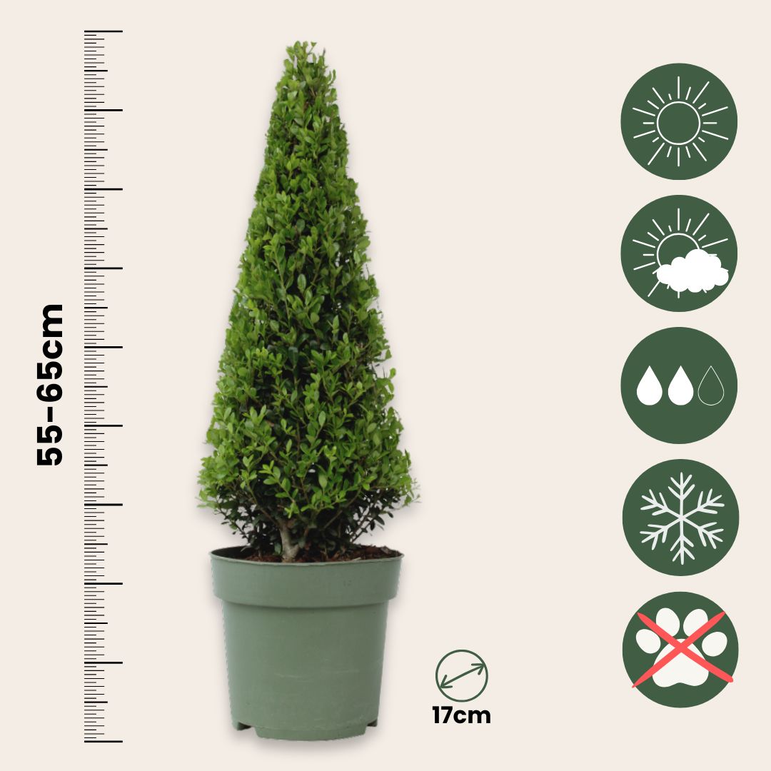 Acebo Crenata - Ilex Crenata 'jenny' - Altura 55-65cm - ⌀21cm_2