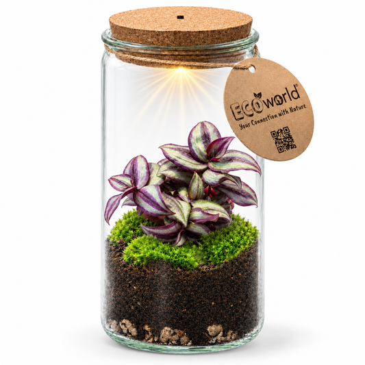 Mini Terrario De Plantas Ø11 Cm - Ecosistema Cerrado En Cristal_0