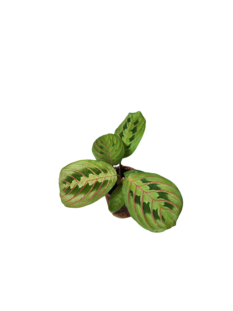 Planta Maranta Fascinator De Interior Mini Ø5 Cm_0