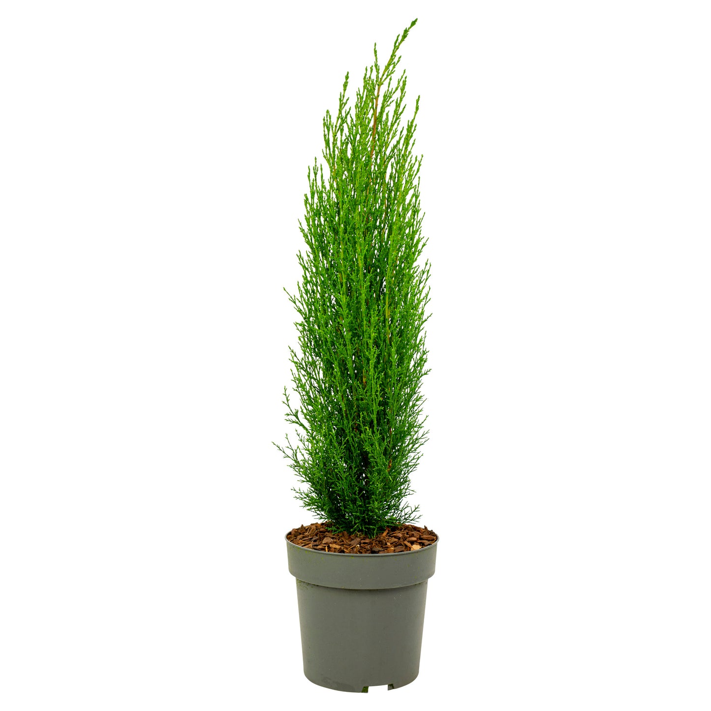 Ciprés Italiano - Cupressus Sempervirens 'totem' - Altura 60-80cm - ⌀19cm_0