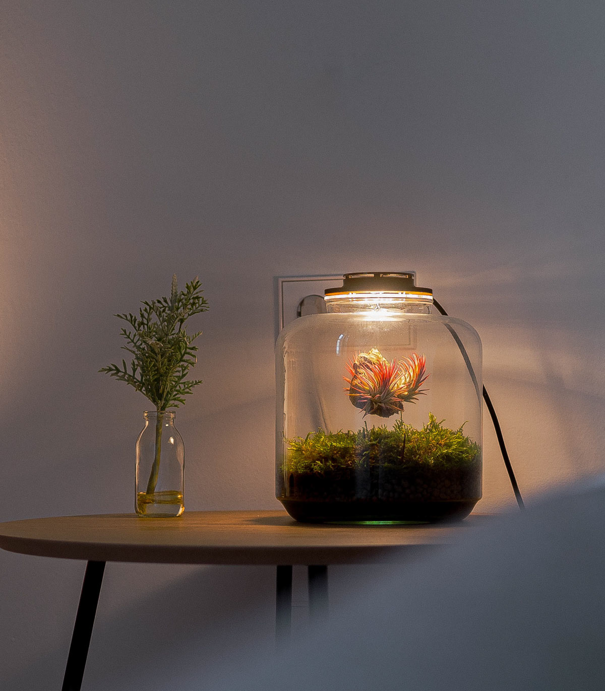Terrario Con Tillandias | Jardín Eterno Lumi 19 x 20 cm_1