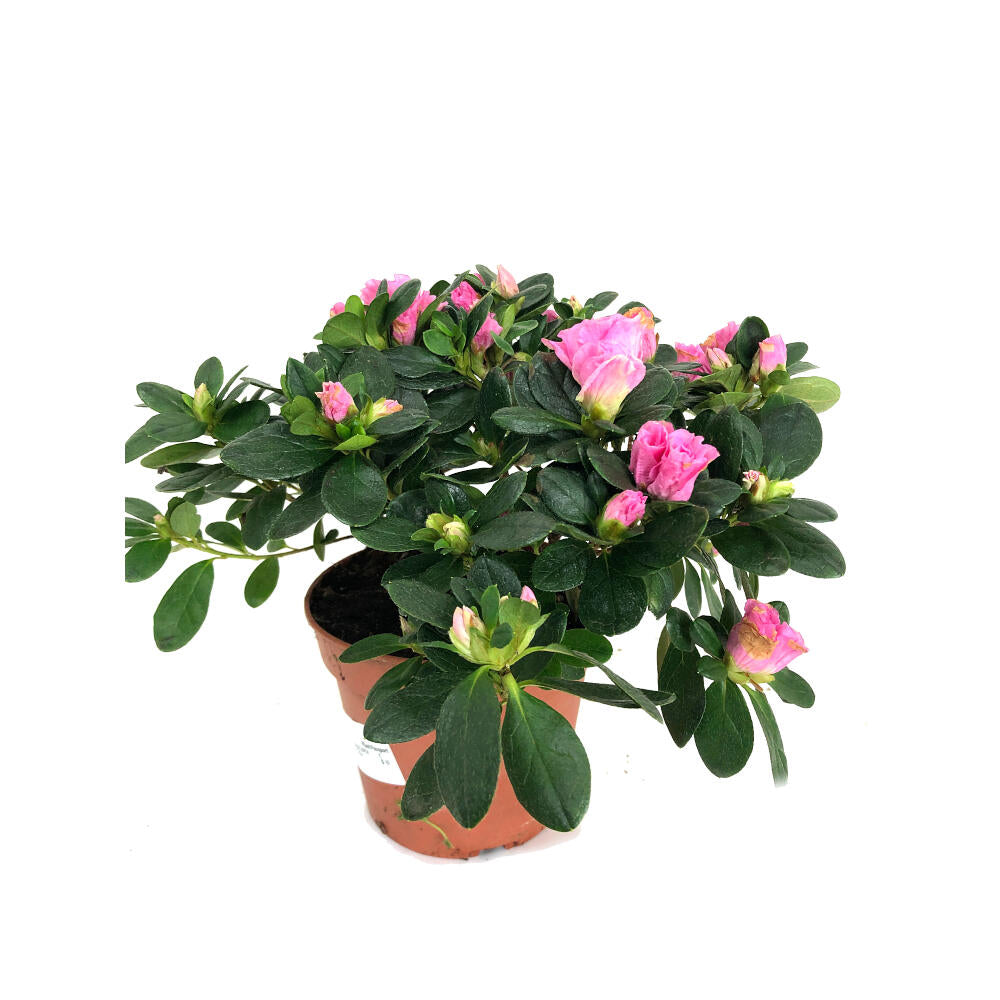 Azalea Simsii M14_0