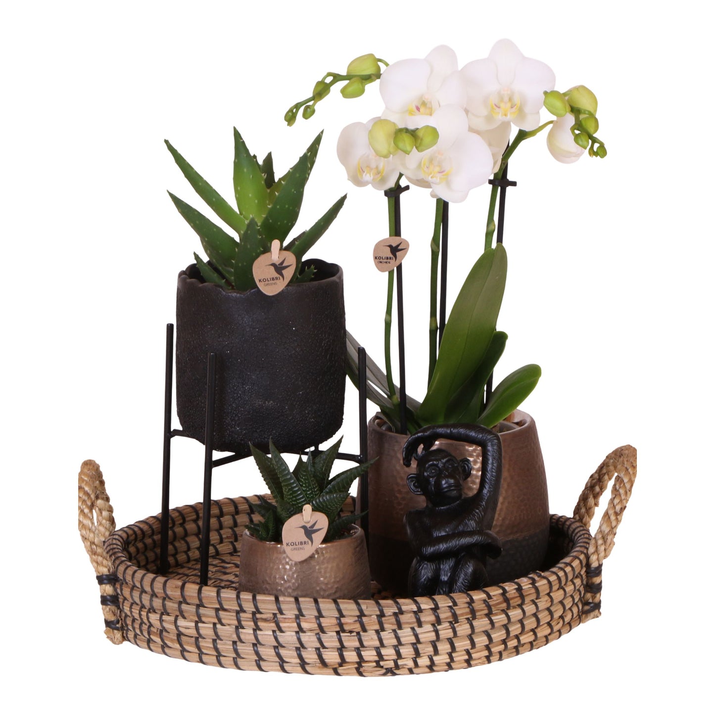 Set De Regalo Orquídea 'copper Xl' - Phalaenopsis - Altura 35cm