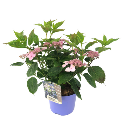 Hortensia - Hydrangea Serrata 'magic Pillow' - Altura 25-40cm - ⌀19cm_0