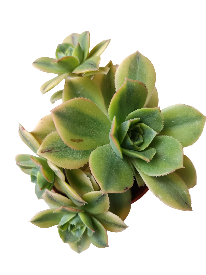 Aeonium Sunburst Planta Suculenta Ø13