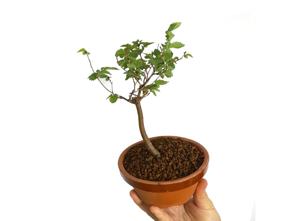 Bonsai Olmo P_0
