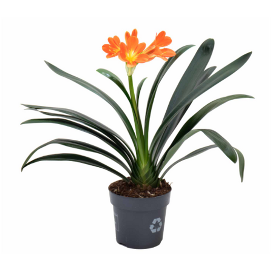 Clivia Miniata M13_0