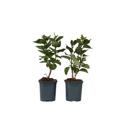 Lila - 2 Pzs - Syringa Vulgaris 'michel Buchner' - Altura 25-40cm - ⌀17cm_0
