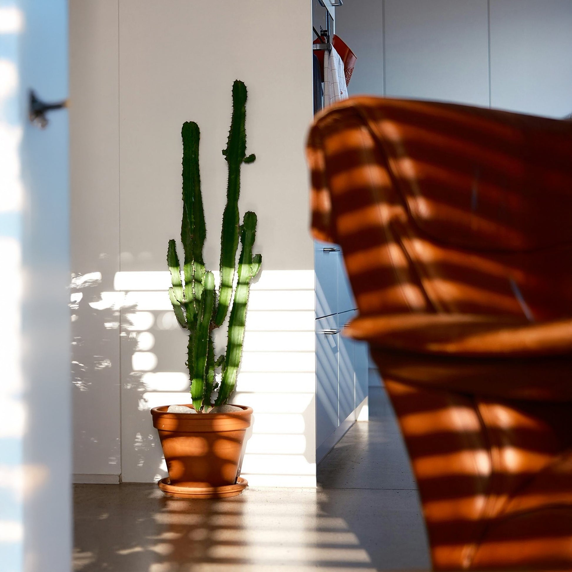 Árbol Candelabro - 2 Pzs - Euphorbia Ingens - Altura 50-60cm - ⌀17cm