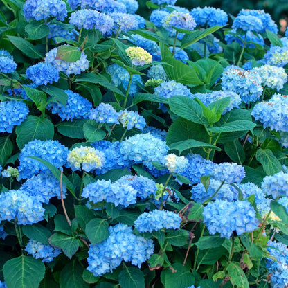 Hortensia - 6 Pzs - Hydrangea Macrophylla 'early Blue' - Altura 25-40cm - ⌀9cm