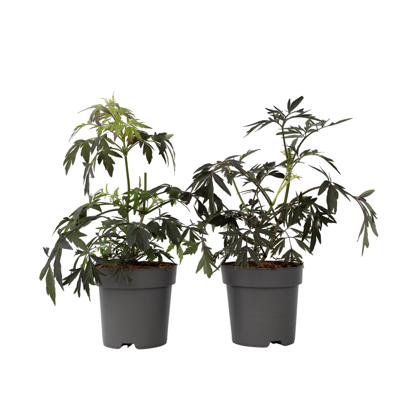 Saúco - 2 Pzs - Sambucus Nigra 'black Lace' - Altura 25-40cm - ⌀17cm_0