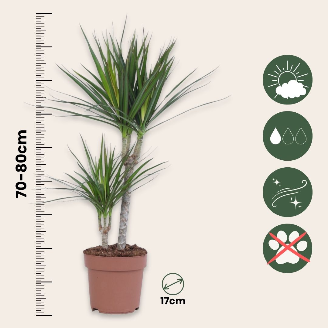 Drácena - 2 Pzs - Dracaena Marginata - Altura 70-80cm - ⌀17cm