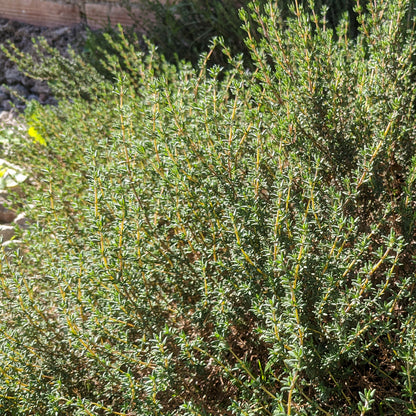 Maceta Tomillo Verde 10,5 Cm - Plantabo_1