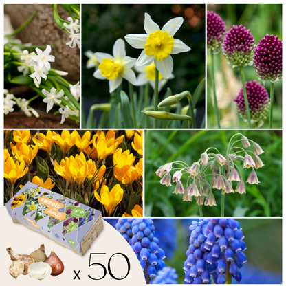 Bulbos Para Insectos - Mezcla De 50 - Resistentes Y Perennes