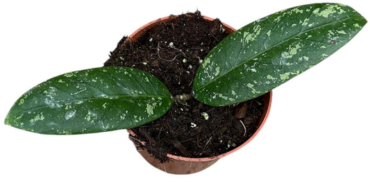 Hoya Sp Aceh Planta Suculenta Colgante Flor De Cera Ø10