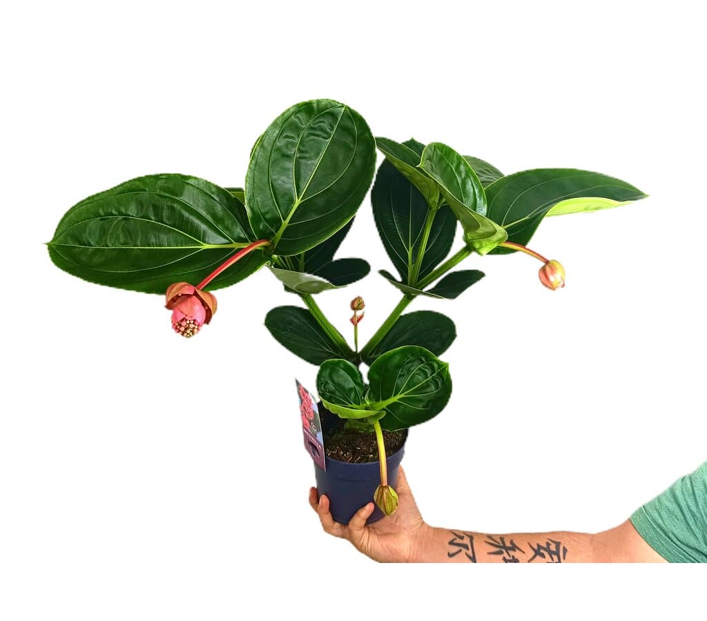Medinilla Magnifica M14 40cm_0