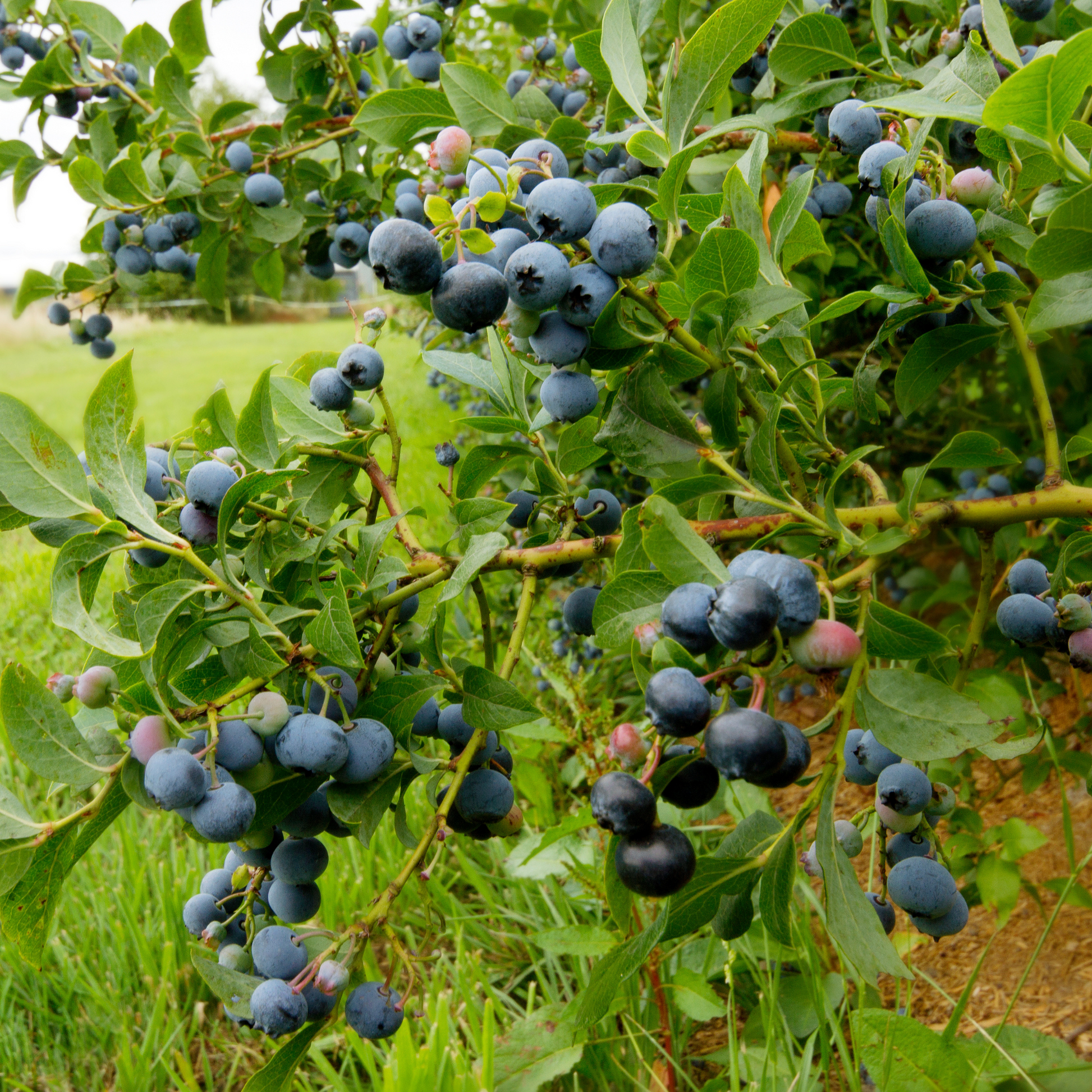 Arándano Alto - 3 Pzs - Vaccinium 'sunshine Blue' - Altura 25-40cm - ⌀9cm