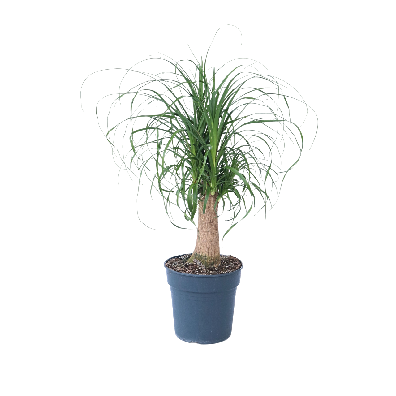 Pata De Elefante - Beaucarnea 'recurvata' - Altura 60-70cm - ⌀21cm_0